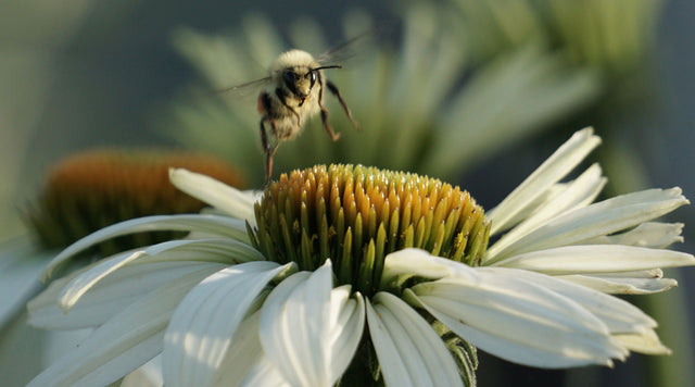 Habitat For Bumblebees & Top Pollinator Plants For A Big Buzz