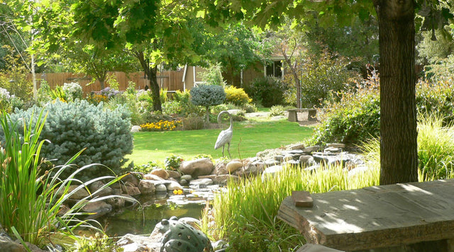 Xeric Cottage garden