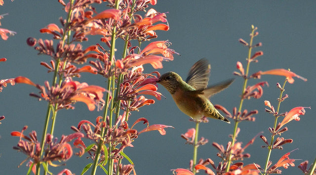 Hummingbird and Agastche rupestris by Pam Koch