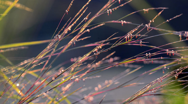 Standing Ovation in the morning light