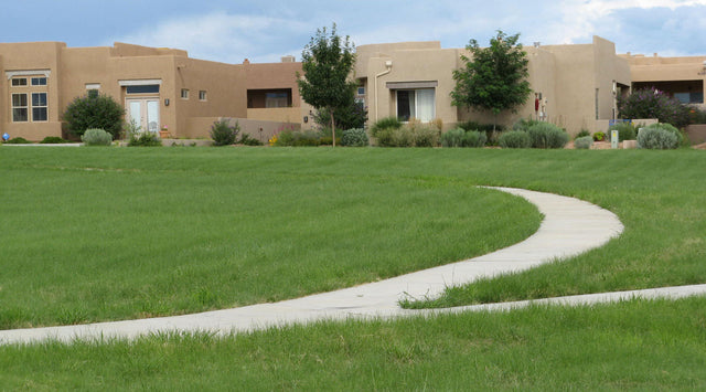 Hachita' Blue Grama (Bouteloua gracilis) in Summer