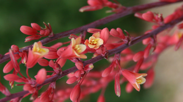 Closeup of Hesperaloe parviflora
