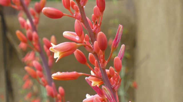Hesperaloe parviflora Coral Glow close up.