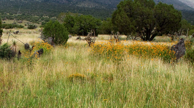 High Mountain Native Grass