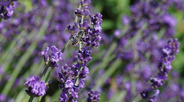 Honey bee with lavender.