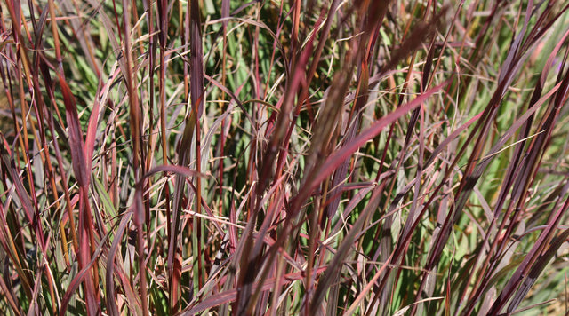Ladybug Red ornamental grass