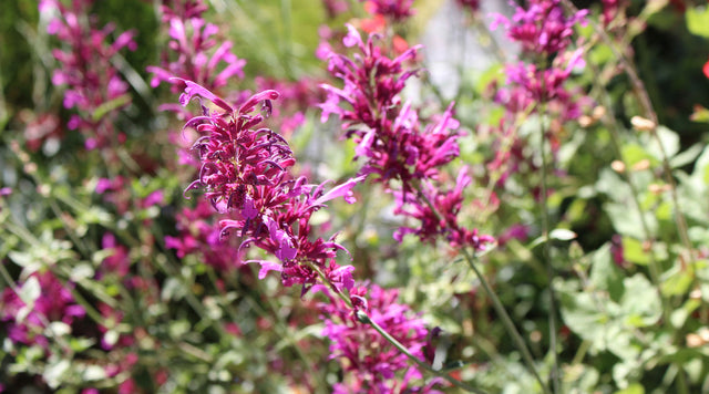 Closeup of Agastache in Santa Fe Botanic Gardens