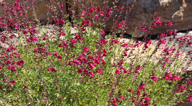 Raspberry Delight Salvia, Exclusively Available From High Country Gardens