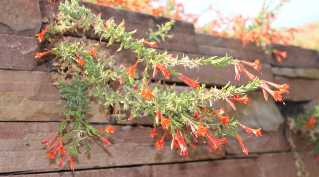 Creeping Hummingbird Trumpet growing from stone wall