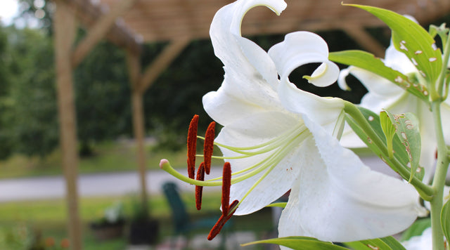 Growing Lilies with the Casa Blanca Oriental Lily