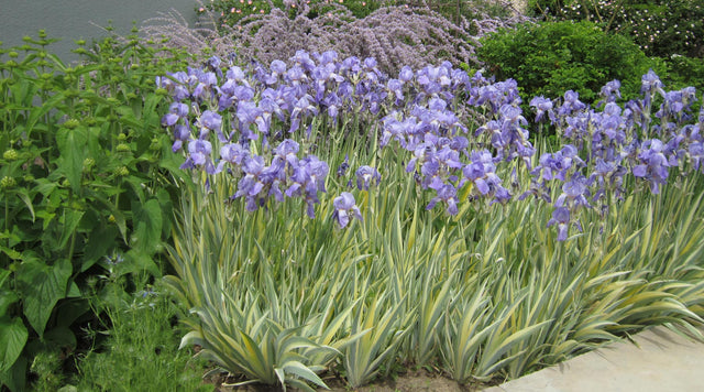 Iris pallida variegata Gold has variegated creamy-gold and green foliage and a sweet fragrance.