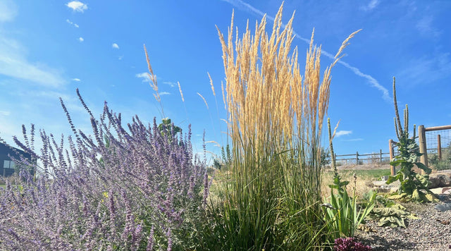 Plants in high garden