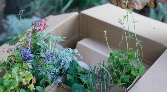 Plants in a cardboard box