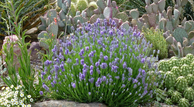 Lavender prefers well-drained soil
