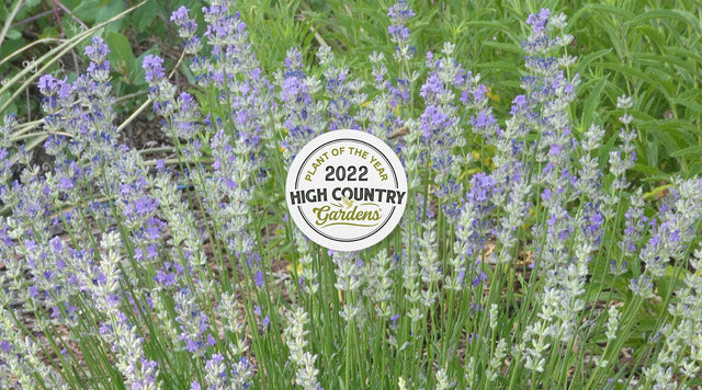 FlowerKisser® Delft Blue & White English Lavender: 2022 Plant Of The Year