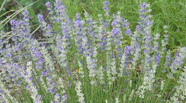 Flowerkisser Delft Blue and White Lavender is a unique variety with white buds that age to soft blue and lavender flowers.