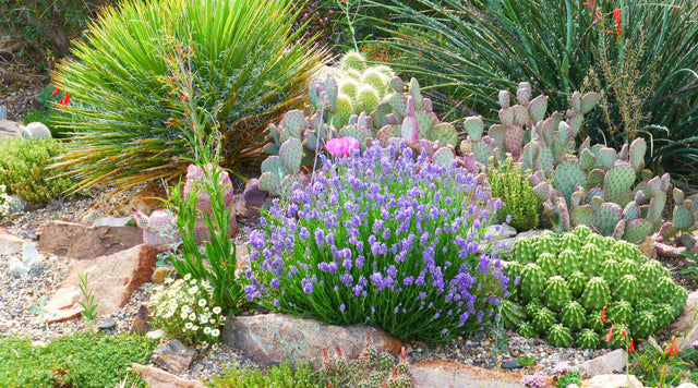 Lavender in garden bed