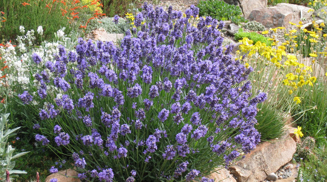 A rock garden xeriscape featuring Penstemon, Lavender, and Hymenoxys