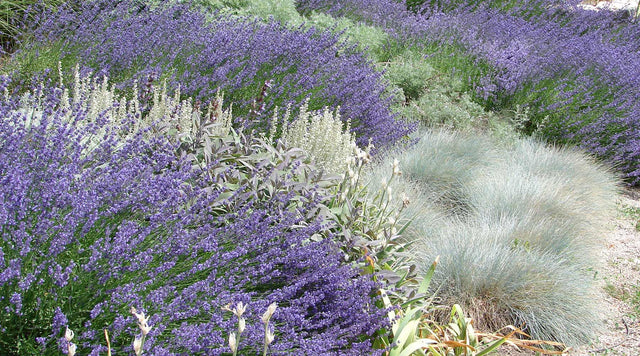 Lavender ornamental grasses growing in garden