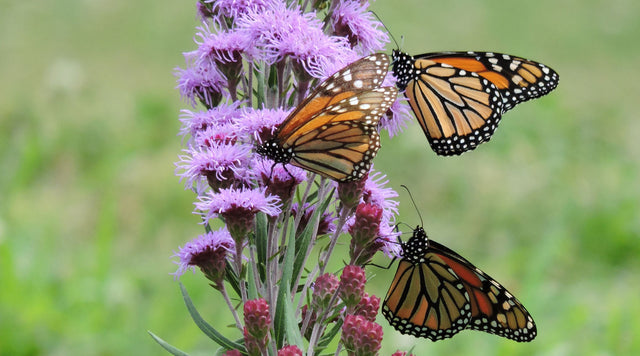 Liatris aspera, Customer Photo: D. Rizzio is a great example of landscaping with native plants