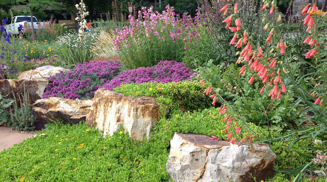 Creeping Grey Germander (Teucrium aroanium) with multiple varieties of Penstemon, Salvia, Sedums, and Delosperma (Ice Plant).