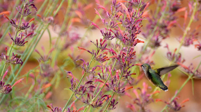 A hummingbird sips nectar from the flowers of Agastache rupestris