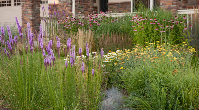 A waterwise front yard