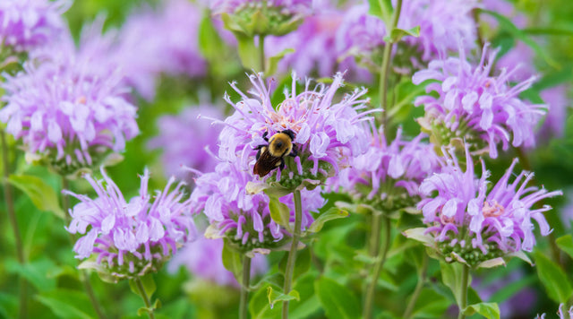 Bumble Bee With Wild Bergamot Bee Balm (Monarda fistulosa)