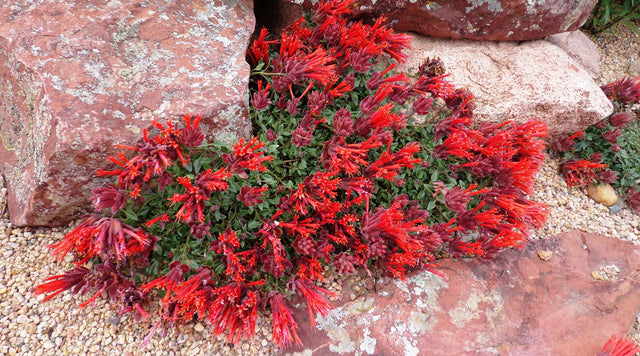Monardella Macrantha growing in garden bed