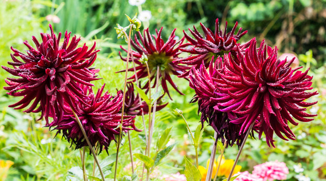 Nuit D'ete Cactus Dahlia blooms