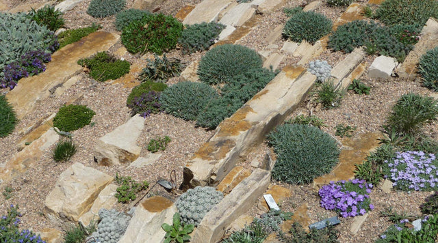 The Denver Botanic Garden's Crevice Rock Gardens