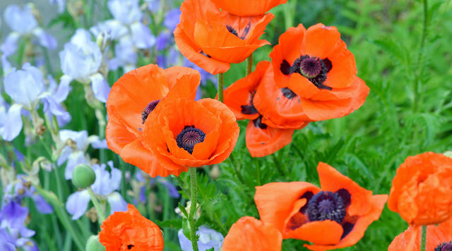 Oriental Poppy and Bearded Iris paired in garden