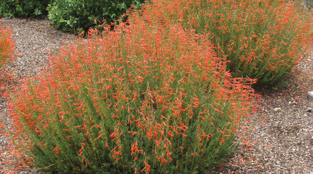 Pineleaf Penstemon  mass planting