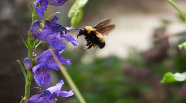 Bumblebee flying next to Penstemon flower