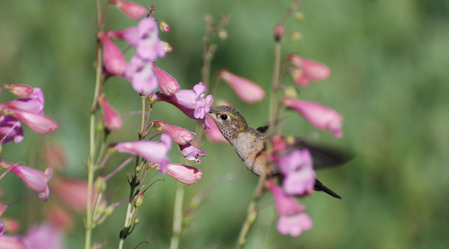 Sunset Crater Beardtongue (Penstemon clutei) is a long-blooming hummingbird magnet.