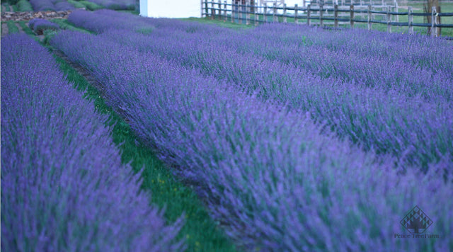 Phenomenal Lavender in the field