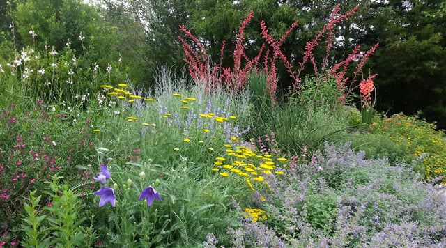 Colorful flowers growing in Texas garden
