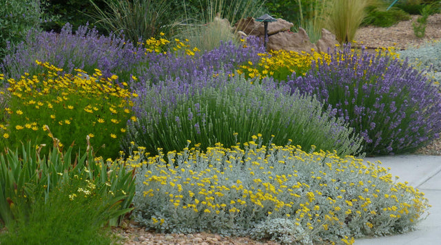 Tanacetum, Lavendula, Coreopsis, Nassella Garden