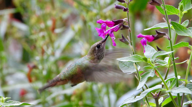 Nectar-rich FlowerKisser® Royal Rose Salvia is a favorite of hummingbirds.