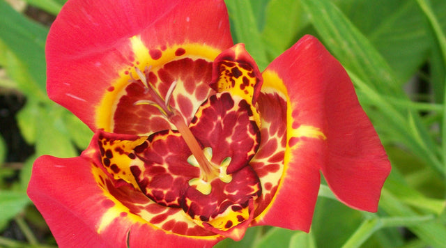 Growing Tigridia or Mexican Shell Flower