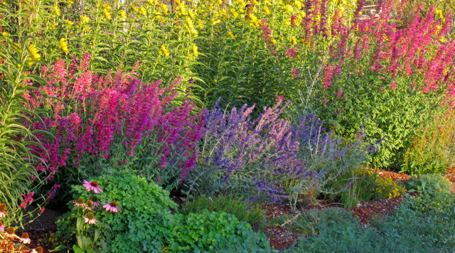 Agastache, Russian Sage, and Maximilian's Sunflower In The Xeric Garden At Sunset