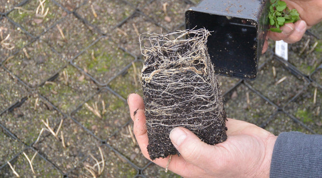 Milkweed plant - dormant roots