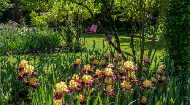 Bearded Iris in backyard garden