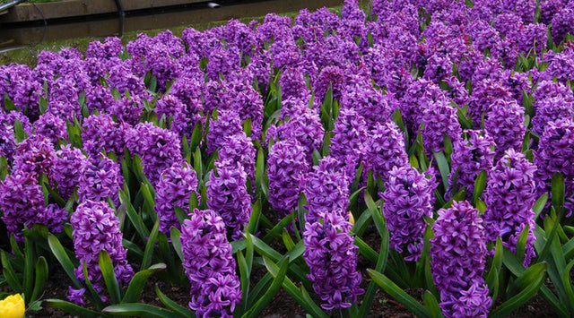 Growing hyacinth miss saigon can be used for an early spring dramatic meadow effect