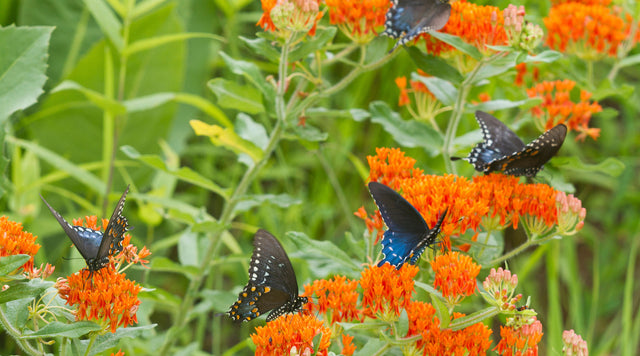 Swallowtail Butterflies visiting bright orange Butterfly Weed (Asclepias tuberosa)