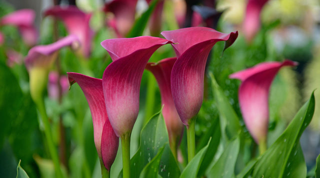 Close up of Calla Lilies Pink