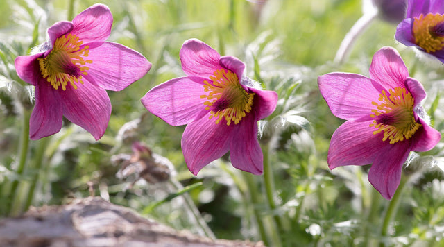 Pulsatilla, Pasque Flower blooms backlit by sunlight