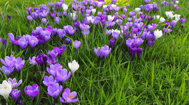 Crocus lawn