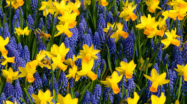 Muscari and Daffodils Are Fall-Planted Flower Bulbs For Lasagna Planting