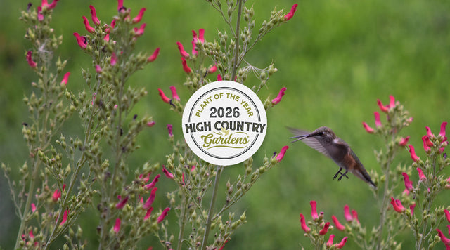 Red Birds In A Tree – High Country Gardens 2026 Plant of the Year